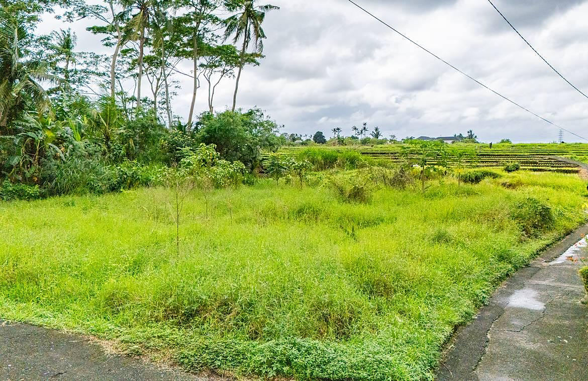 The plot seen from the road, palms on the left, rice terraces beyond
