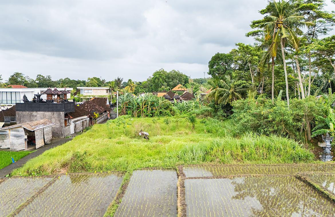 Looking across the plot from the north, flooded paddies in the foreground
