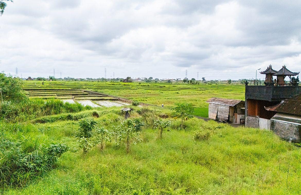 Rice terraces stretching east from the plot boundary in Cepaka, Tabanan